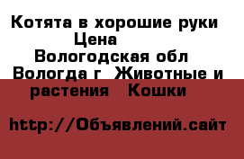Котята в хорошие руки › Цена ­ 200 - Вологодская обл., Вологда г. Животные и растения » Кошки   